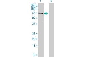 Western Blot analysis of TRIM9 expression in transfected 293T cell line ( H00114088-T01 ) by TRIM9 MaxPab polyclonal antibody. (TRIM9 Antikörper  (AA 1-550))