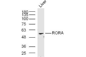 Mouse liver lysates probed with RORA Polyclonal Antibody, Unconjugated  at 1:300 in 4˚C overnight. (RORA Antikörper  (AA 151-250))