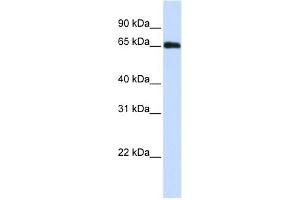 WB Suggested Anti-WDR23 Antibody Titration:  0. (DCAF11 Antikörper  (N-Term))