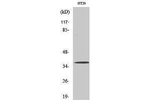 Western Blotting (WB) image for anti-Olfactory Receptor, Family 51, Subfamily B, Member 2 (OR51B2) (Internal Region) antibody (ABIN3186112) (OR51B2 Antikörper  (Internal Region))