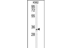 AKR1C3 Antibody (N-term) (ABIN654117 and ABIN2843995) western blot analysis in K562 cell line lysates (35 μg/lane). (AKR1C3 Antikörper  (N-Term))