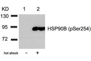 Western blot analysis of extracts from Hela cells untreated(lane 1) or treated with hot shock(lane 2) using HSP90B(Phospho-Ser254) Antibody. (HSP9AB1 (pSer254) Antikörper)