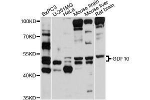 Western blot analysis of extracts of various cell lines, using GDF10 antibody (ABIN5997782) at 1/1000 dilution. (GDF10 Antikörper)