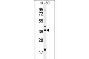 OR2W3 Antibody (C-term) (ABIN655206 and ABIN2844819) western blot analysis in HL-60 cell line lysates (35 μg/lane). (OR2W3 Antikörper  (C-Term))