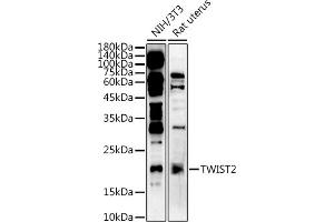 Western blot analysis of extracts of various cell lines, using  at 1:500 dilution. (TWIST2 Antikörper  (AA 1-70))
