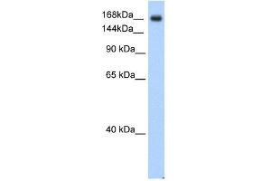 Western Blotting (WB) image for anti-Sodium Channel, Voltage-Gated, Type V, alpha Subunit (SCN5A) (C-Term) antibody (ABIN633685)