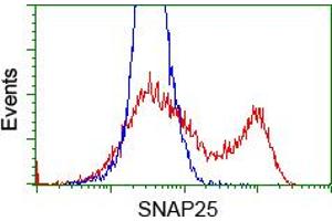 HEK293T cells transfected with either RC202068 overexpress plasmid (Red) or empty vector control plasmid (Blue) were immunostained by anti-SNAP25 antibody (ABIN2454624), and then analyzed by flow cytometry. (SNAP25 Antikörper)