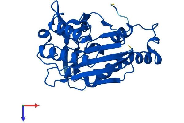 NIT2 Protein (AA 1-276) (His tag)