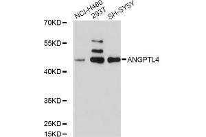 Western blot analysis of extracts of various cell lines, using ANGPTL4 antibody (ABIN5971050) at 1/1000 dilution. (ANGPTL4 Antikörper)