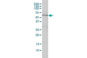 DNAJC7 monoclonal antibody (M01), clone 4G6-G3 Western Blot analysis of DNAJC7 expression in Hela . (DNAJC7 Antikörper  (AA 1-484))