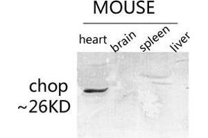 Western Blot (WB) analysis of specific lysis using CHOP Polyclonal Antibody. (DDIT3 Antikörper  (Ser301))