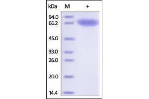 Human Transferrin R, His Tag on SDS-PAGE under reducing (R) condition. (Transferrin Receptor Protein (AA 89-760) (His tag))