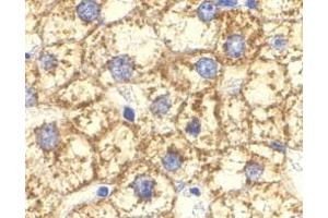 Immunohistochemistry of Akt1 in human liver cells with Akt1 antibody at 2 μg/ml.