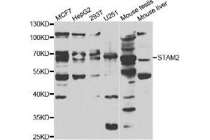 Western blot analysis of extracts of various cell lines, using STAM2 antibody.