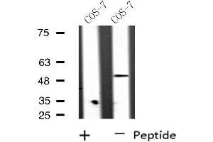 Western blot analysis of extracts from COS-7 cells, using RAD51L2 antibody. (RAD51C Antikörper  (Internal Region))