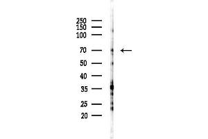 anti-rho GTPase Activating Protein 25 (ARHGAP25) (Internal Region) antibody