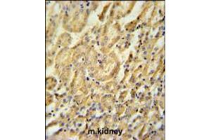 BTBD9 Antibody immunohistochemistry analysis in formalin fixed and paraffin embedded mouse kidney tissue followed by peroxidase conjugation of the secondary antibody and DAB staining. (BTBD9 Antikörper  (AA 237-262))