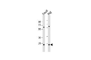 All lanes : Anti-PSMB10 Antibody (C-term) at 1:1000 dilution Lane 1: Daudi whole cell lysate Lane 2: Raji whole cell lysate Lysates/proteins at 20 μg per lane. (PSMB10 Antikörper  (C-Term))