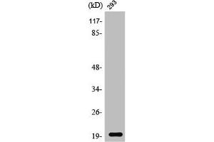 Western Blot analysis of 293 cells using Stathmin-3 Polyclonal Antibody