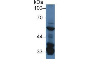 Western Blot; Sample: Mouse Liver lysate; Primary Ab: 2µg/ml Rabbit Anti-Mouse SGK3 Antibody Second Ab: 0. (SGK3 Antikörper  (AA 141-368))