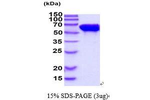 SDS-PAGE (SDS) image for Stress-Induced-phosphoprotein 1 (STIP1) (AA 1-543) protein (ABIN5854635)