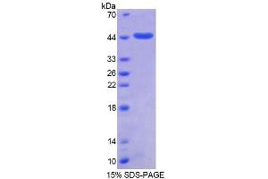 SDS-PAGE (SDS) image for Small Ubiquitin Related Modifier 2 (SUMO2) (AA 1-95) protein (His tag,GST tag) (ABIN4990505)