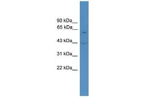 WB Suggested Anti-Pax7 Antibody Titration:  0. (PAX7 Antikörper  (Middle Region))