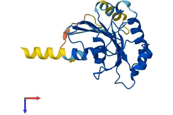 SAR1B Protein (AA 1-198) (His tag)