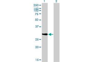 Western Blot analysis of NRBP2 expression in transfected 293T cell line by NRBP2 monoclonal antibody (M01), clone 4D1.