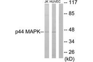 Western Blotting (WB) image for anti-Mitogen-Activated Protein Kinase 3 (MAPK3) (AA 161-210) antibody (ABIN2889439) (ERK1 Antikörper  (AA 161-210))