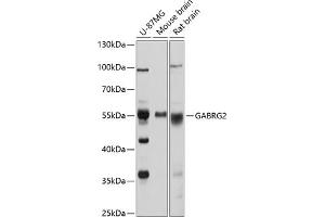 Western blot analysis of extracts of various cell lines, using G antibody (ABIN3022459, ABIN3022460, ABIN3022461 and ABIN6218831) at 1:1000 dilution. (GABRG2 Antikörper  (AA 170-270))
