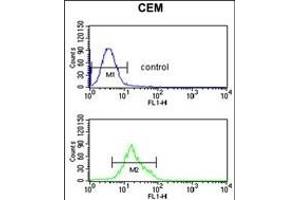 TCHP Antibody (Center) (ABIN653303 and ABIN2842803) flow cytometric analysis of CEM cells (bottom histogram) compared to a negative control cell (top histogram). (TCHP Antikörper  (AA 291-320))