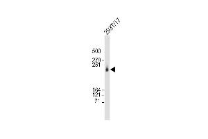 Anti-CAD Antibody (Center) at 1:2000 dilution + 293T/17 whole cell lysate Lysates/proteins at 20 μg per lane. (CAD Antikörper  (AA 780-809))