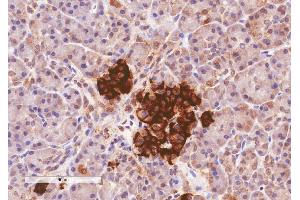 ABIN185408 (4µg/ml) staining of paraffin embedded Human Pancreas. (CCKAR Antikörper  (Internal Region))