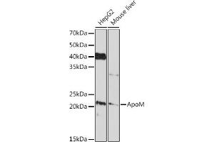 Western blot analysis of extracts of various cell lines, using ApoM Rabbit mAb (ABIN7265646) at 1:1000 dilution. (Apolipoprotein M Antikörper)