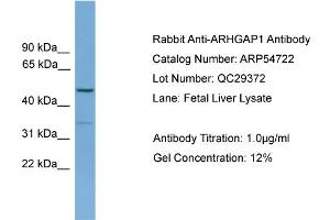 WB Suggested Anti-ARHGAP1  Antibody Titration: 0. (ARHGAP1 Antikörper  (N-Term))