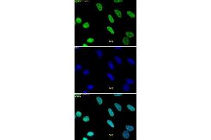 Histone H3 monomethyl Lys9 pAb tested by immunofluorescence. (Histone 3 Antikörper  (H3K9me))