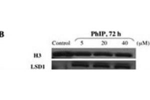 Western Blotting (WB) image for anti-Lysine (K)-Specific Demethylase 1A (KDM1A) antibody (ABIN2996581) (LSD1 Antikörper)