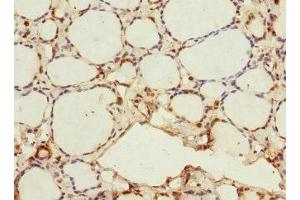Immunohistochemistry of paraffin-embedded human thyroid tissue using ABIN7165806 at dilution of 1:100 (MEMO1 Antikörper  (AA 1-297))