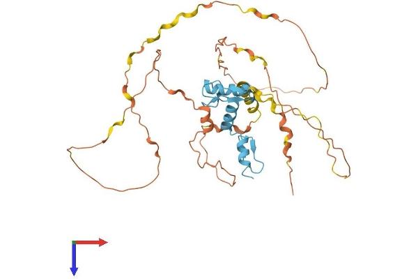 KLF1 Protein (AA 1-362) (His tag)