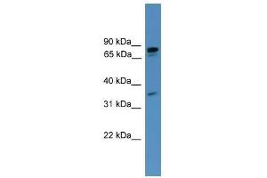 PDE8A antibody used at 0. (PDE8A Antikörper  (C-Term))