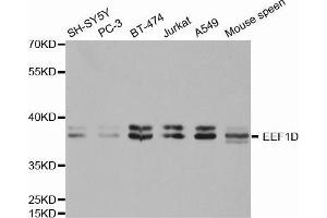Western blot analysis of extracts of various cell lines, using EEF1D antibody. (EEF1D Antikörper  (AA 1-160))