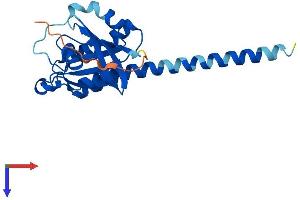 RIT2 Protein (AA 1-217) (His tag)