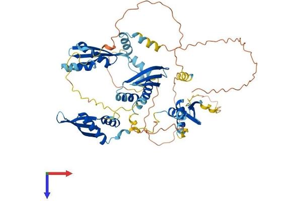 Double-stranded RNA-binding protein Staufen homolog 2 (STAU2) (AA 1-570) protein (His tag)