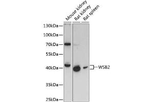 WSB2 Antikörper  (AA 1-200)