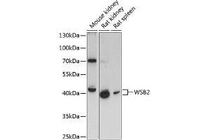 Western blot analysis of extracts of various cell lines, using WSB2 antibody (ABIN6133280, ABIN6150269, ABIN6150270 and ABIN6216800) at 1:3000 dilution. (WSB2 Antikörper  (AA 1-200))