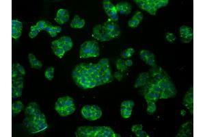 Immunofluorescence (IF) image for anti-Aconitase 2, Mitochondrial (ACO2) antibody (ABIN1496411) (ACO2 Antikörper)