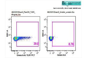 Arctic Ground Squirrel splenocytes stained with Anti-TLR1 Polyclonal Antibody, PE-CY7 Conjugatedat 1:25.
