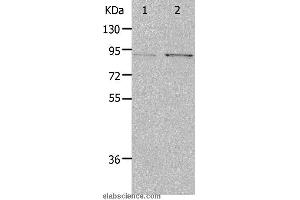 Western blot analysis of Hela and 293T cell, using PIBF1 Polyclonal Antibody at dilution of 1:400 (PIBF1 Antikörper)