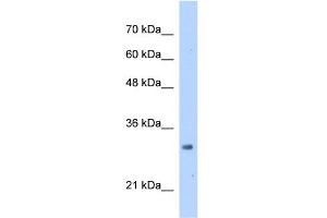 WB Suggested Anti-MRTO4 Antibody Titration:  2. (C1orf33 Antikörper  (N-Term))